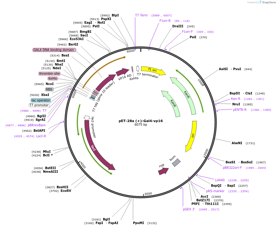 171075-plasmid-map-sequence-id-335495