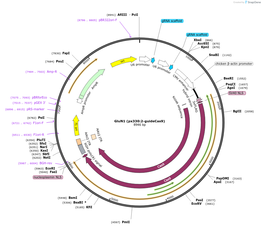 169426-plasmid-map-sequence-id-335498