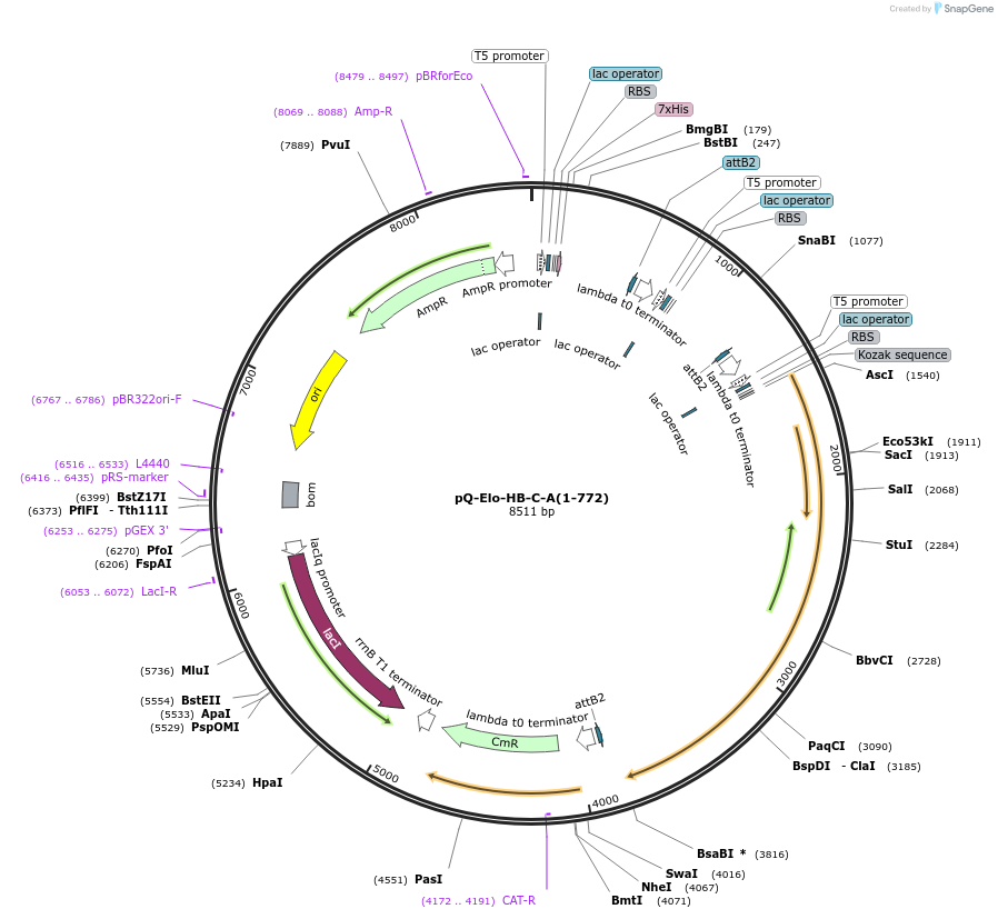 171085-plasmid-map-sequence-id-335501