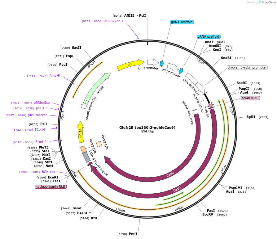 169430-plasmid-map-sequence-id-335502