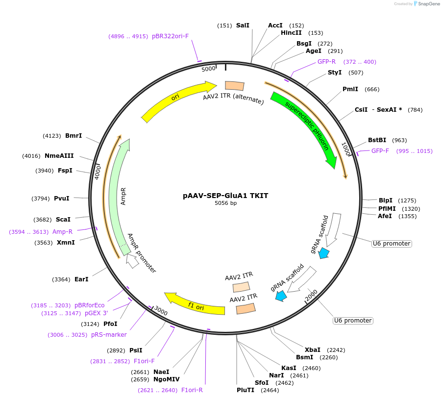 169441-plasmid-map-sequence-id-335504