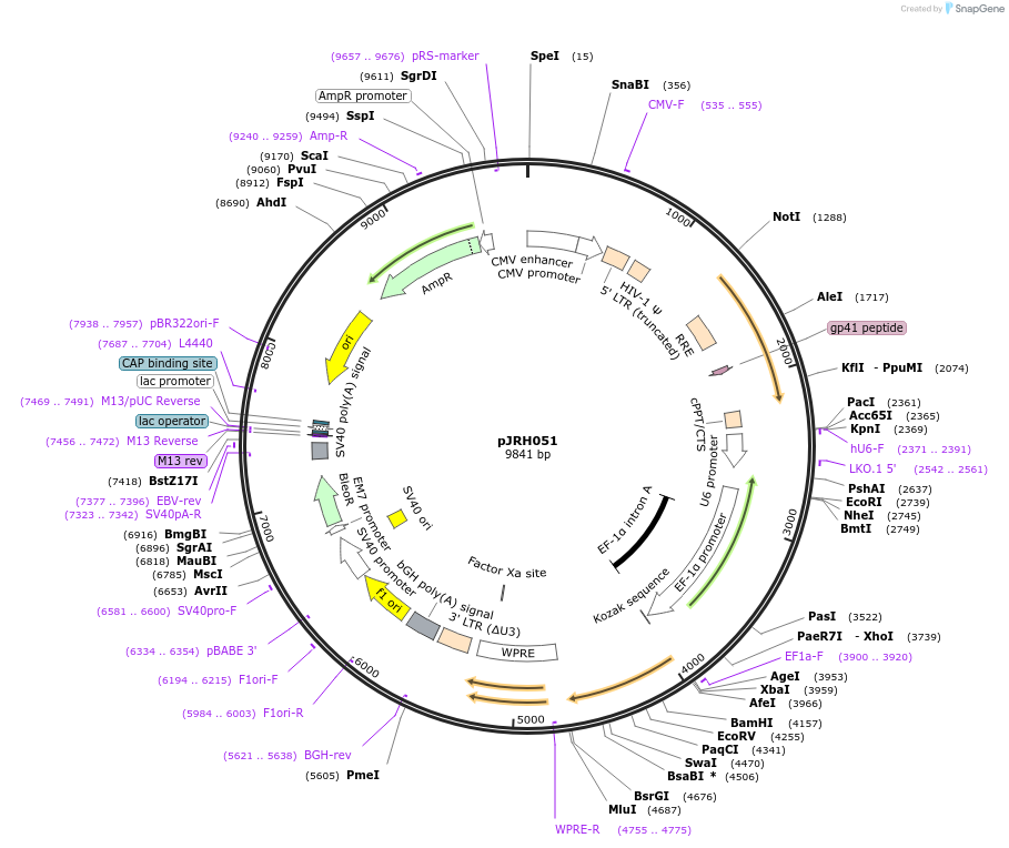 171625-plasmid-map-sequence-id-335505