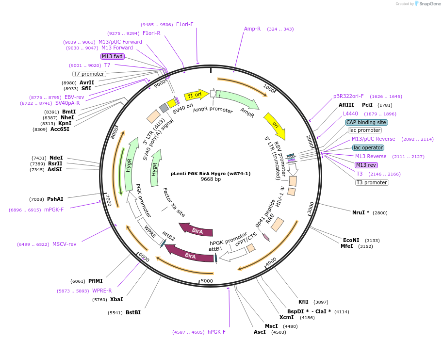29649-plasmid-map-sequence-id-335506