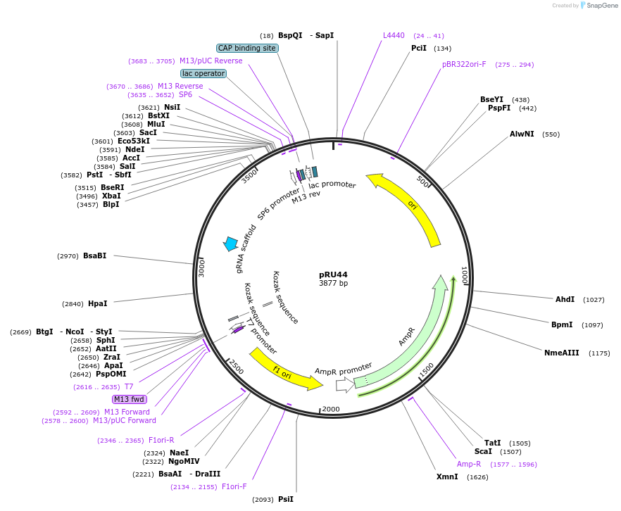 167666-plasmid-map-sequence-id-335586