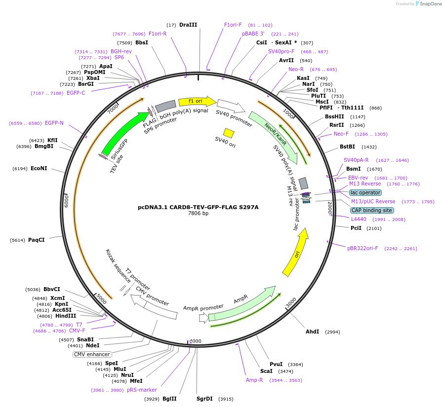 169992-plasmid-map-sequence-id-335591