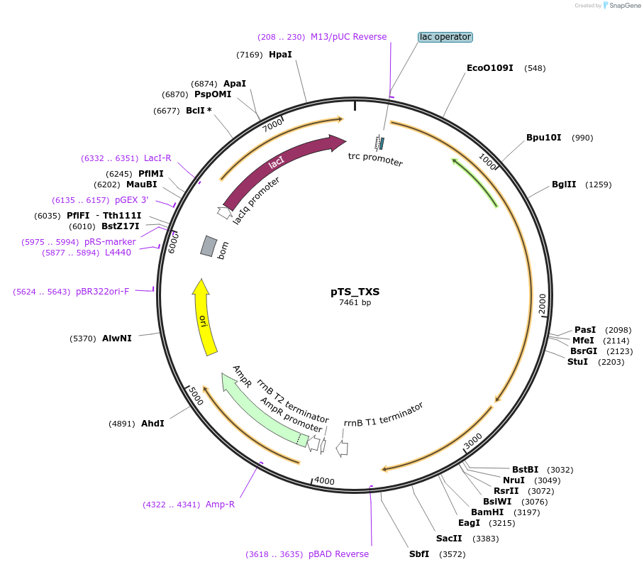 163839-plasmid-map-sequence-id-335623