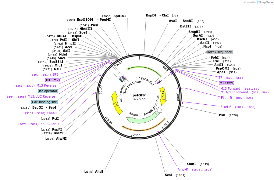 165829-plasmid-map-sequence-id-335624