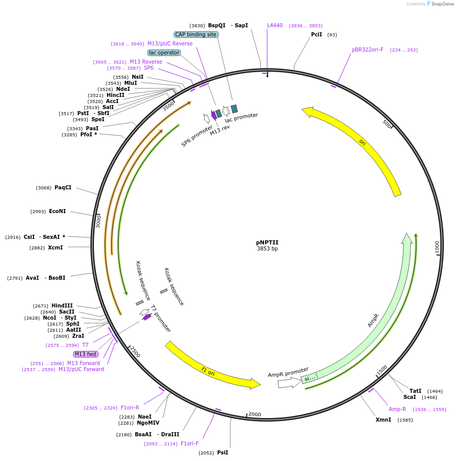 165836-plasmid-map-sequence-id-335634