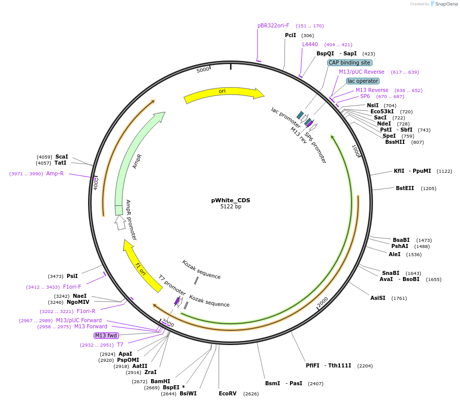 165846-plasmid-map-sequence-id-335639