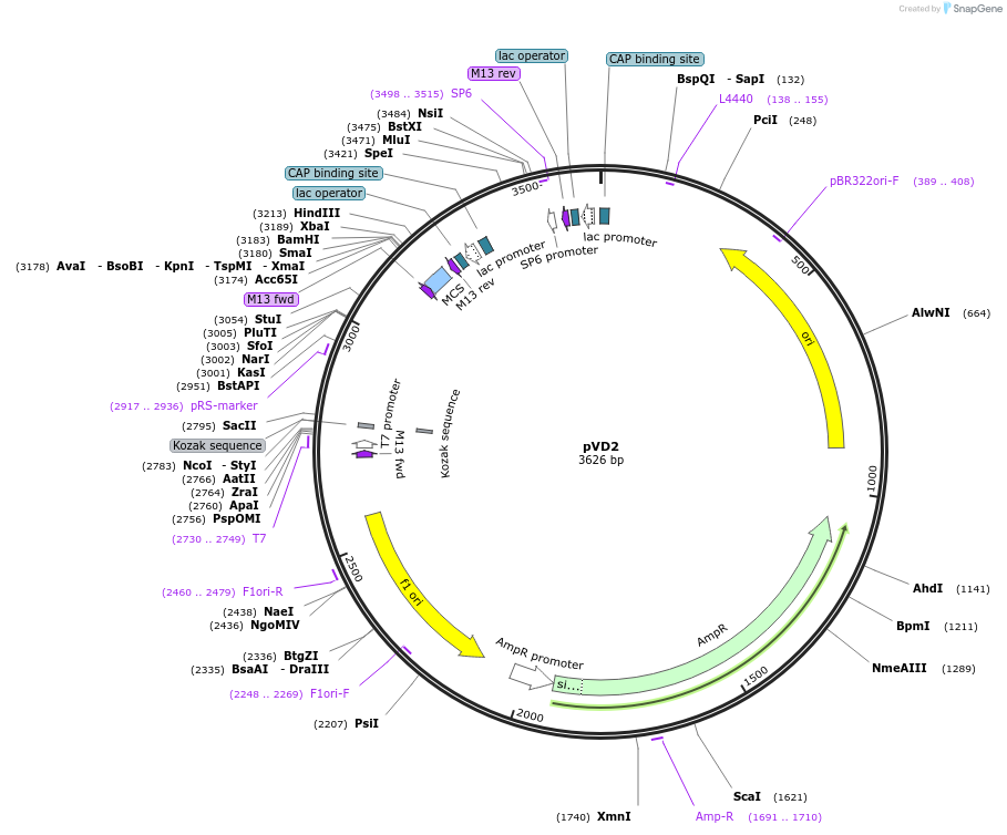 165857-plasmid-map-sequence-id-335645