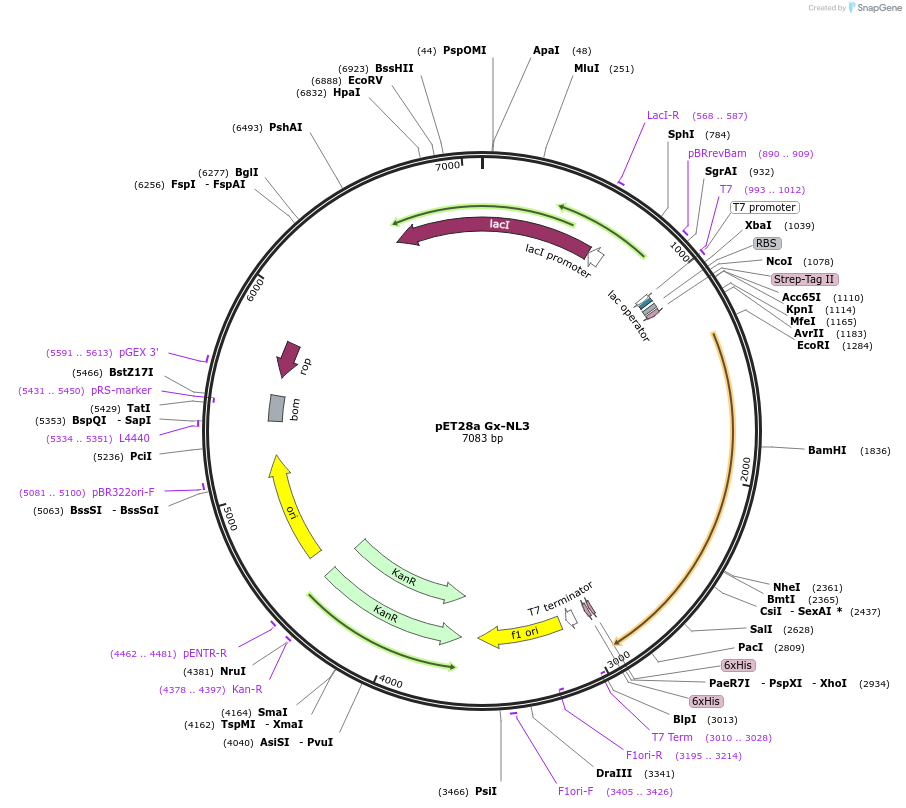 169108-plasmid-map-sequence-id-335659