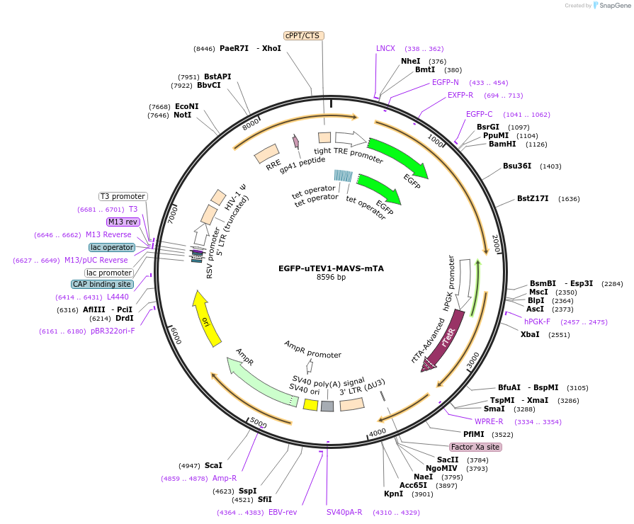 170999-plasmid-map-sequence-id-335667