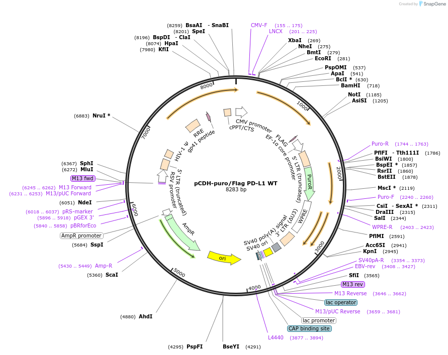 121446-plasmid-map-sequence-id-335671
