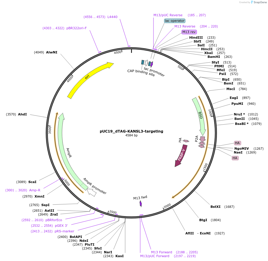 170755-plasmid-map-sequence-id-335737