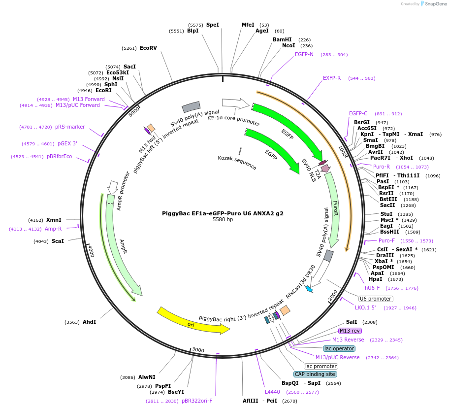 170827-plasmid-map-sequence-id-335752