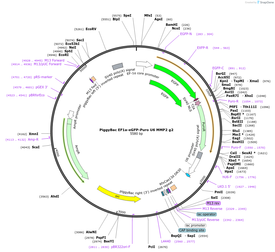 170825-plasmid-map-sequence-id-335755