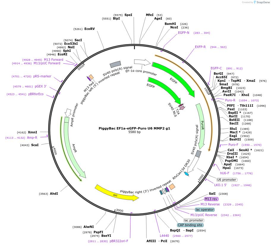 170824-plasmid-map-sequence-id-335756