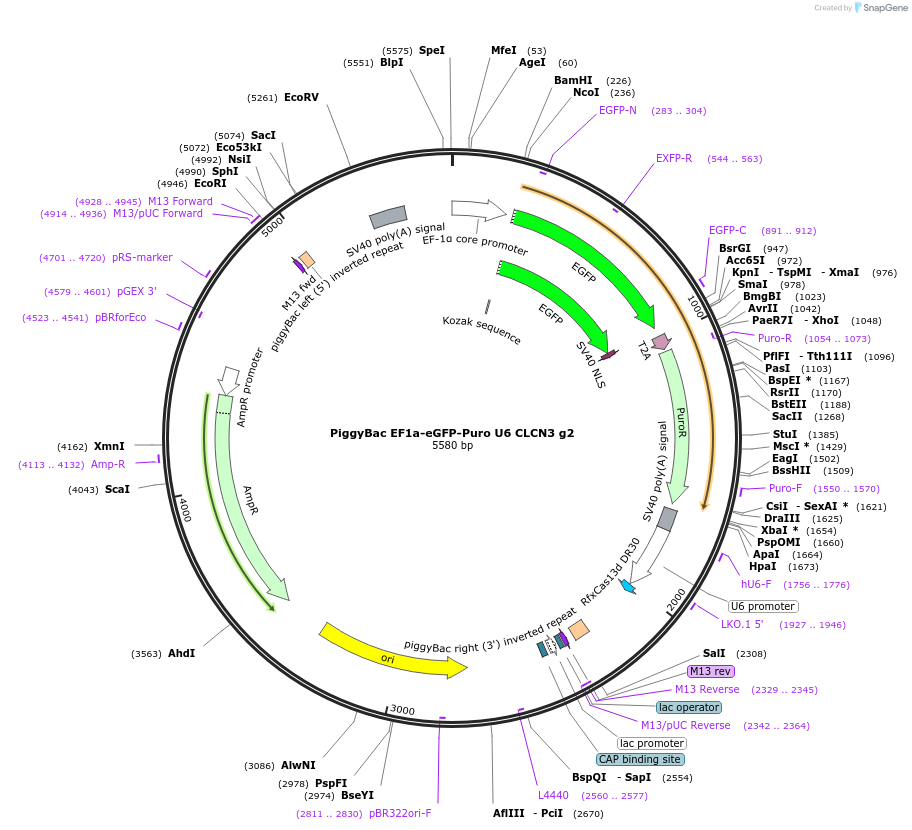 170829-plasmid-map-sequence-id-335758