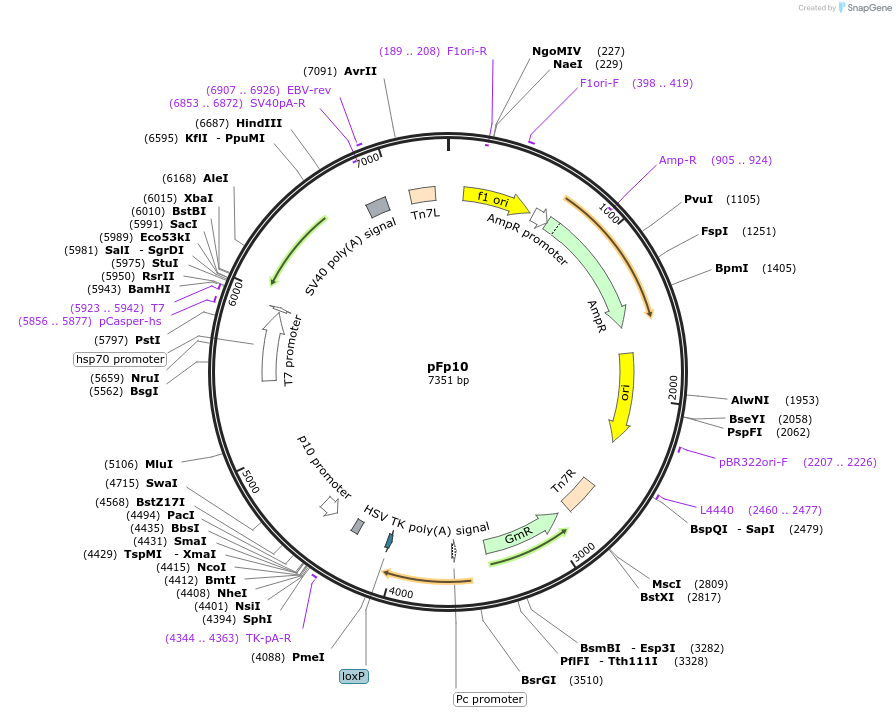170460-plasmid-map-sequence-id-335760