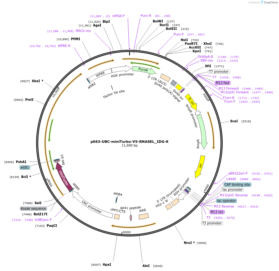 170604-plasmid-map-sequence-id-335771