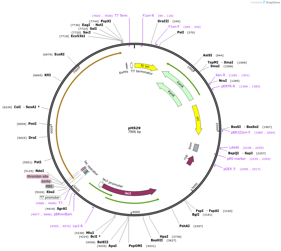 171205-plasmid-map-sequence-id-335784