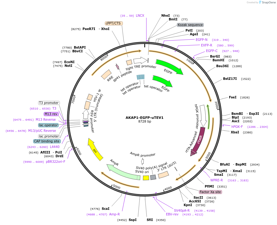 171005-plasmid-map-sequence-id-335790