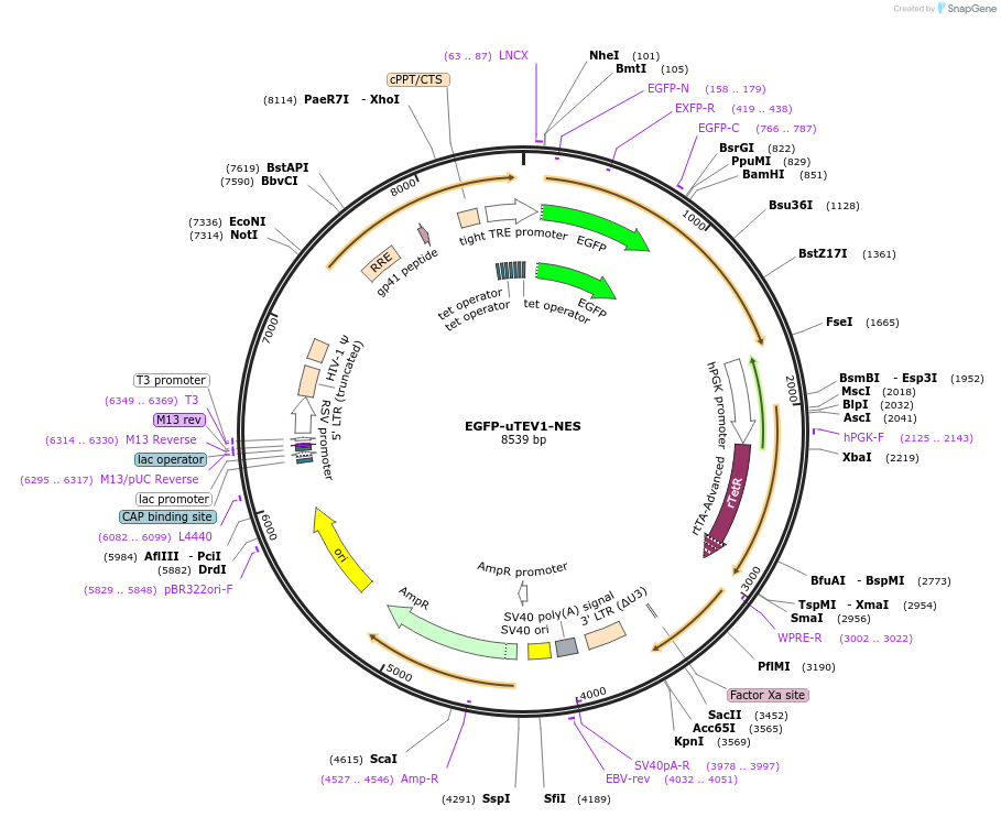 171006-plasmid-map-sequence-id-335792