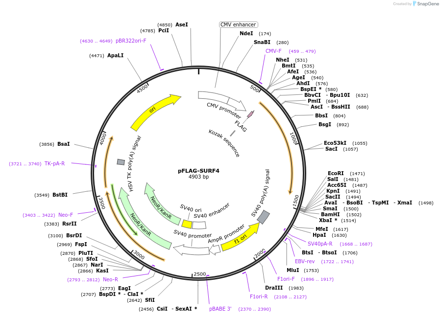 170680-plasmid-map-sequence-id-335794