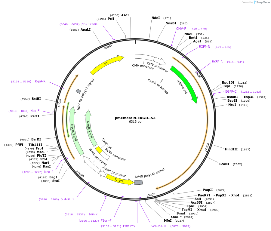 170717-plasmid-map-sequence-id-335804
