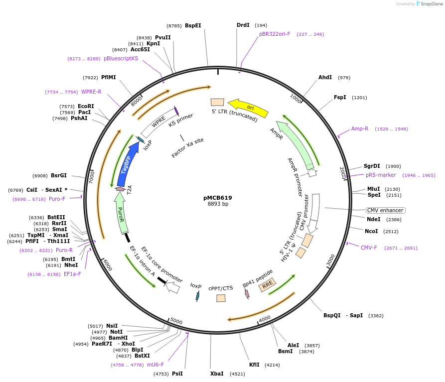 171011-plasmid-map-sequence-id-335838