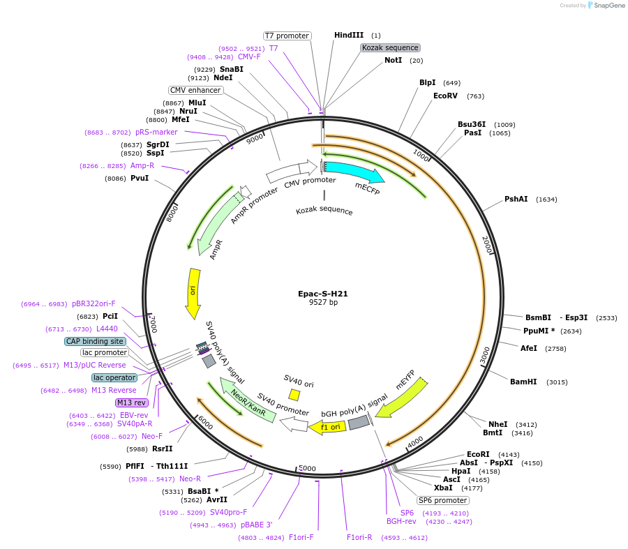 170335-plasmid-map-sequence-id-335889