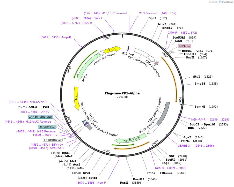 171267-plasmid-map-sequence-id-335895