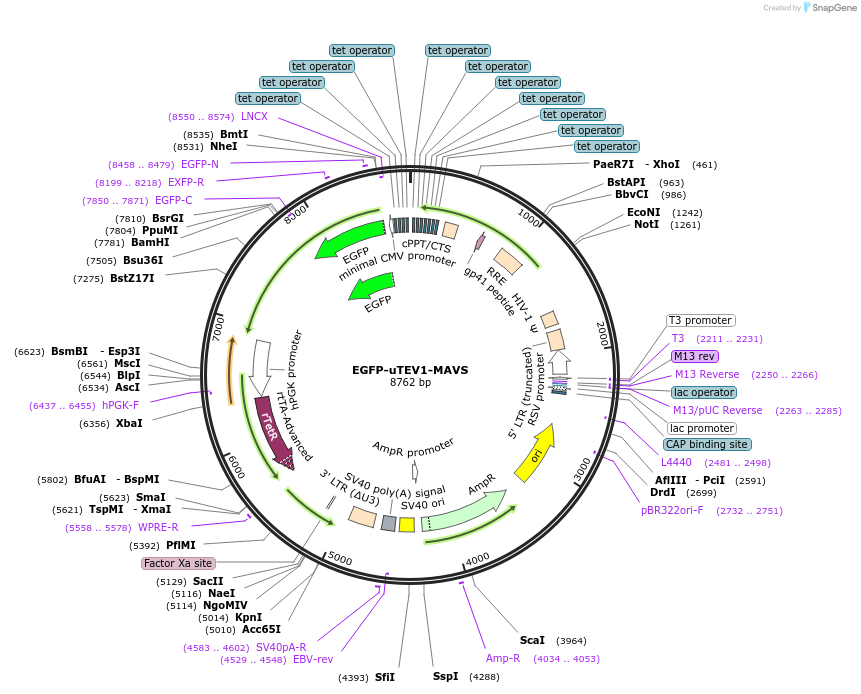 170998-plasmid-map-sequence-id-335912