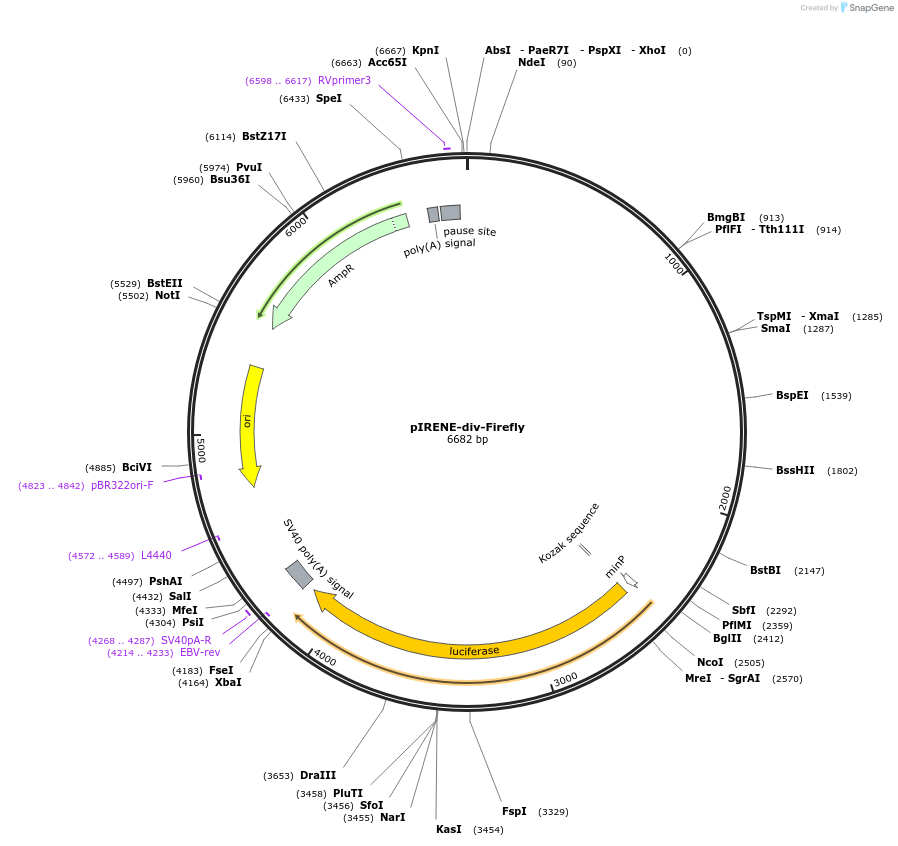 170661-plasmid-map-sequence-id-335917