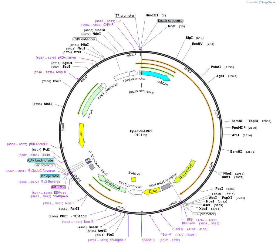 170340-plasmid-map-sequence-id-335919