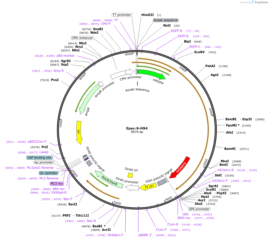170341-plasmid-map-sequence-id-335921