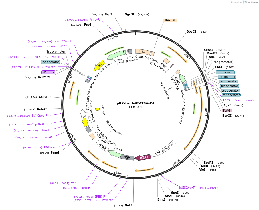 170662-plasmid-map-sequence-id-335924