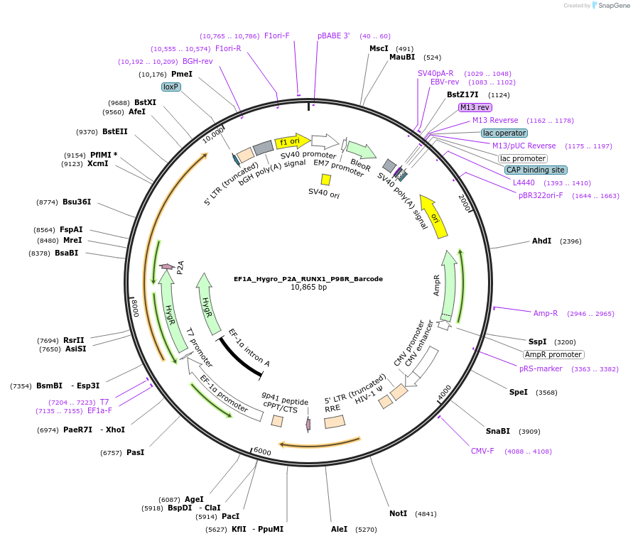 170953-plasmid-map-sequence-id-335943