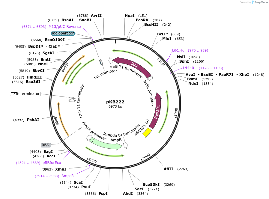 170012-plasmid-map-sequence-id-335945