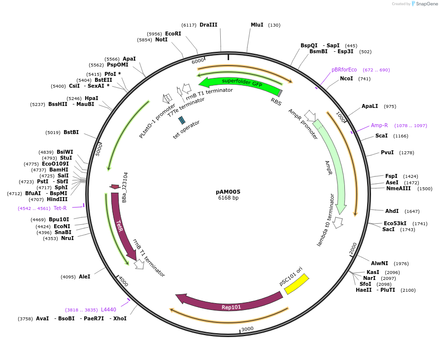 170009-plasmid-map-sequence-id-335956