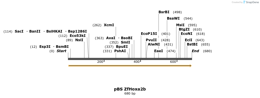 33597_map