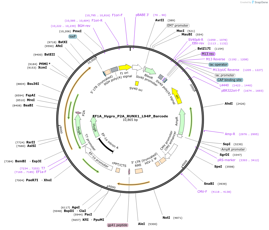 170949-plasmid-map-sequence-id-335979