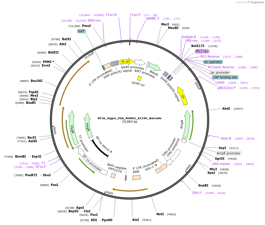 170968-plasmid-map-sequence-id-335983