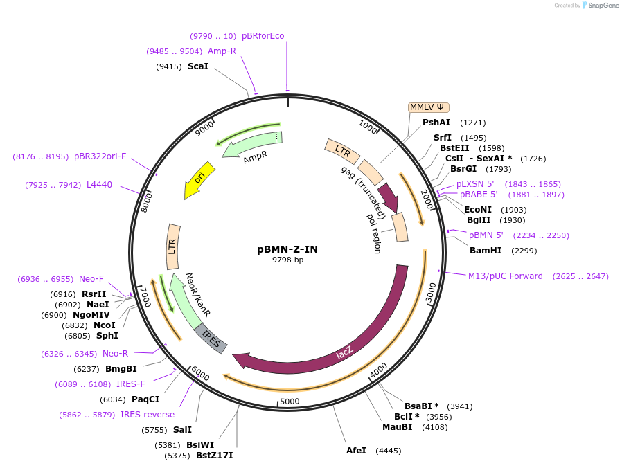 1735-plasmid-map-sequence-id-336