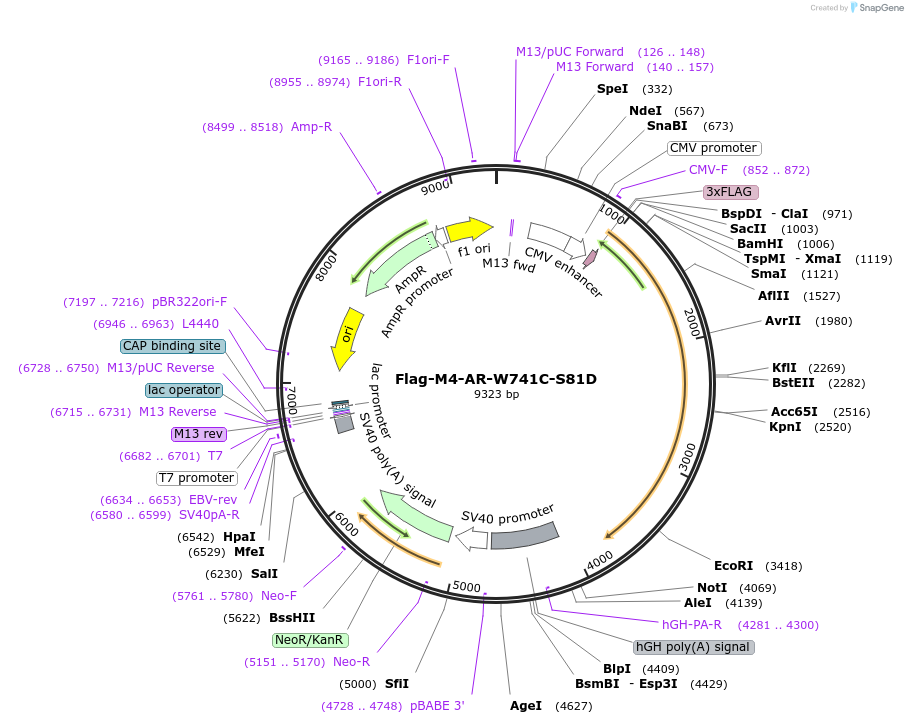 336007_map