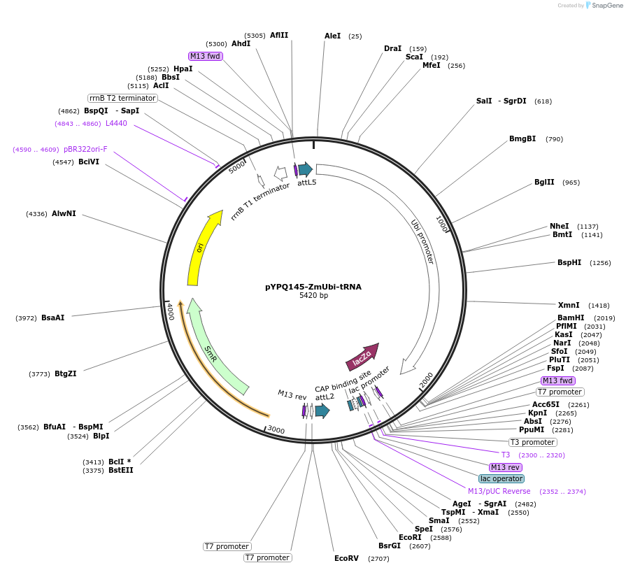 158403-plasmid-map-sequence-id-336013