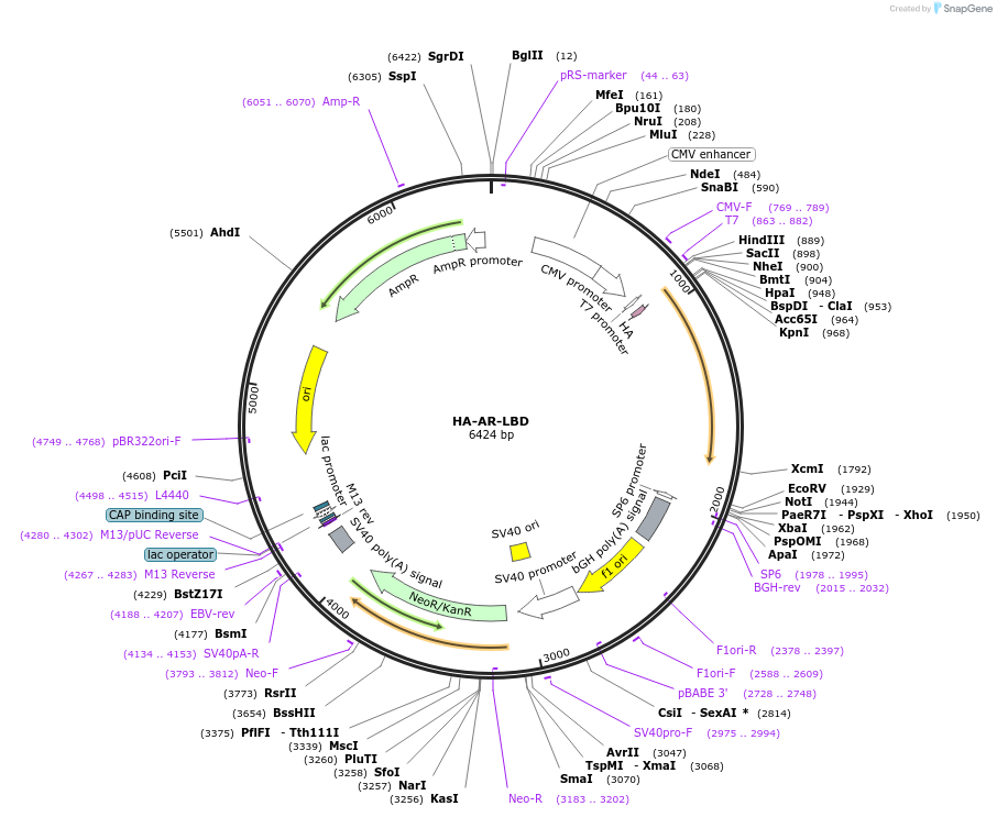 171239-plasmid-map-sequence-id-336014