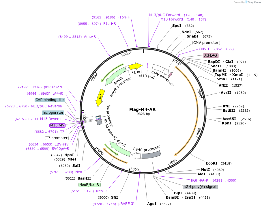 171240-plasmid-map-sequence-id-336015