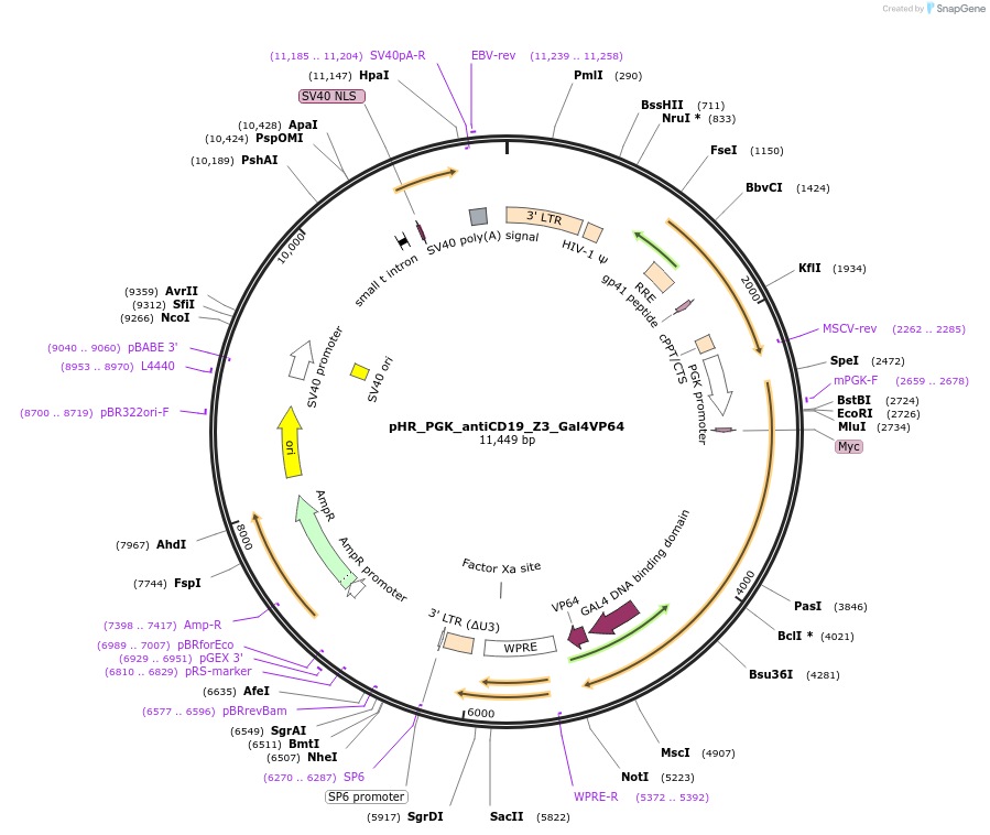 169916-plasmid-map-sequence-id-336027