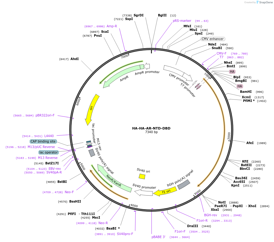 171236-plasmid-map-sequence-id-336032